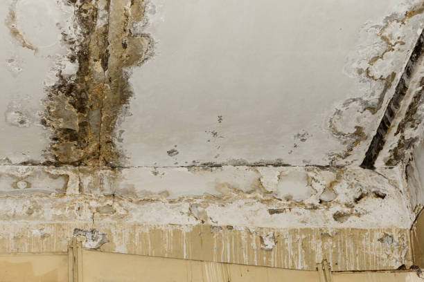 Best Basement Mold Removal  in Plum, PA