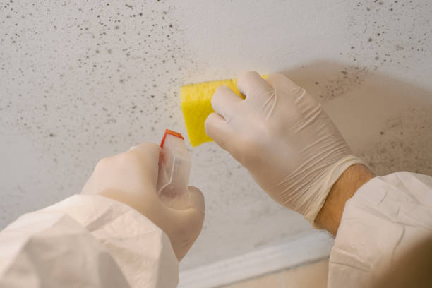 Best Environmental Consulting for Mold Prevention  in Plum, PA