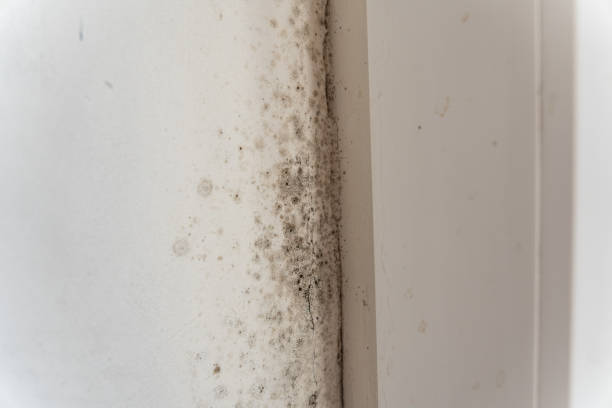 Best Black Mold Removal  in Plum, PA