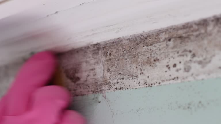 Best Mold Documentation for Insurance Claims  in Plum, PA